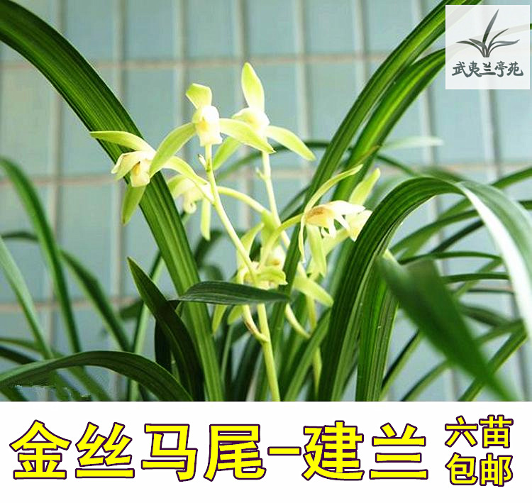 建兰四季兰花素心名品金丝马尾爪绿植物客厅阳台6苗包邮 金丝马尾