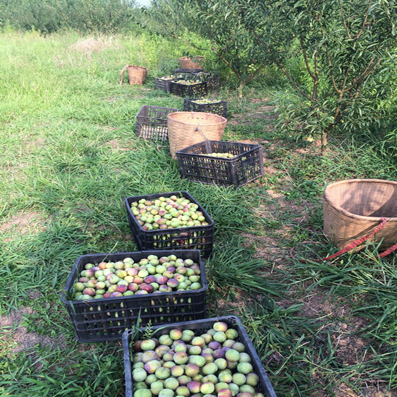 3斤装新鲜现摘水果四川泸州半边红有机李子脱