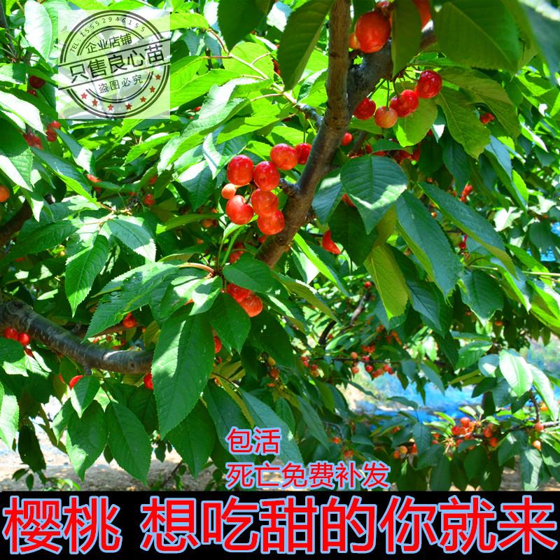烟台大樱桃苗车厘子树苗嫁接南北方种植当年结果盆栽地栽早熟包邮