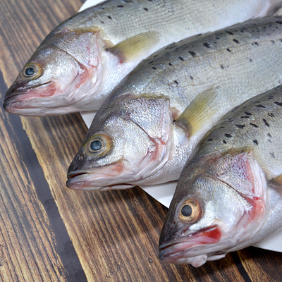 鲈鱼鲜活冷冻青岛野生海鲈鱼花鲈鱼七星鲈鱼新鲜海鱼3条海鲜水产