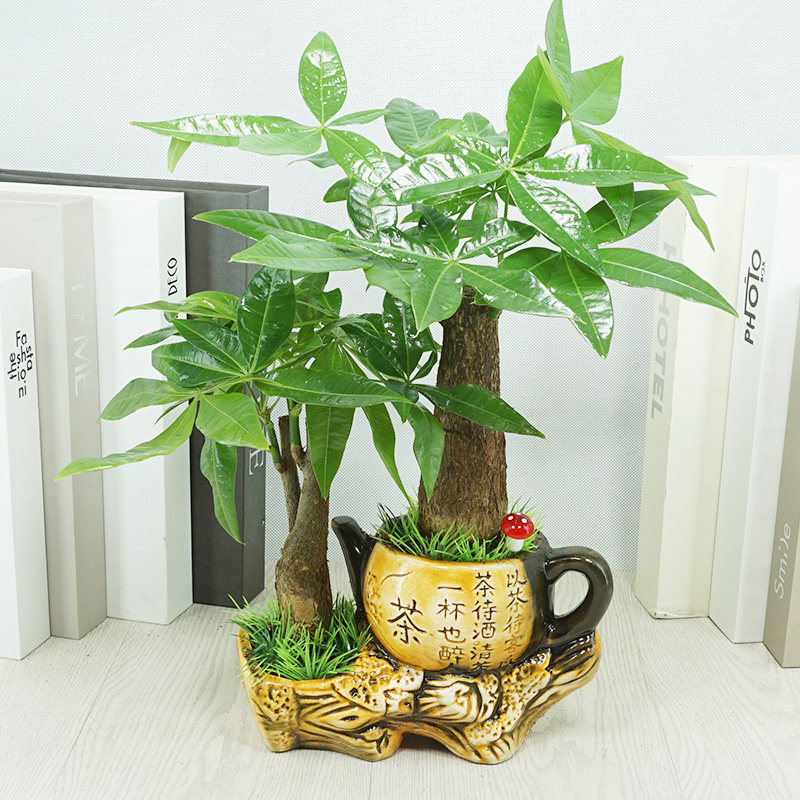 发财树盆景盆_四季发财树桌面花卉室内盆栽植物净化空气绿植办公室小
