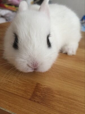 兔子活体 垂耳兔_兔子活体 垂耳兔折扣优惠券