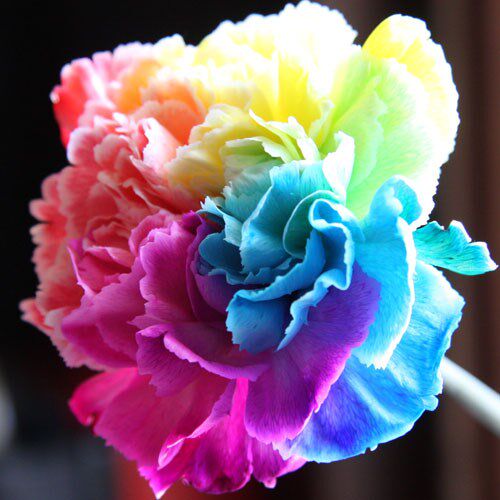 单支玫瑰花礼盒_教师节单支康乃馨花束彩虹康乃馨玫瑰母亲节七彩