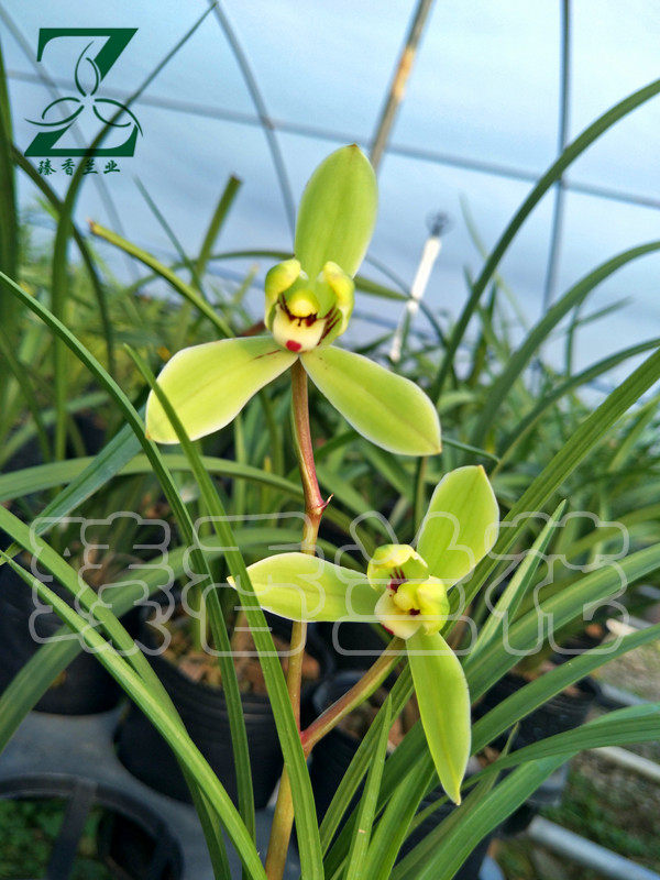 极品兰花_蕙心梅 莲瓣 四川 极品 兰花苗 盆栽植物 名贵梅瓣 不带花苞