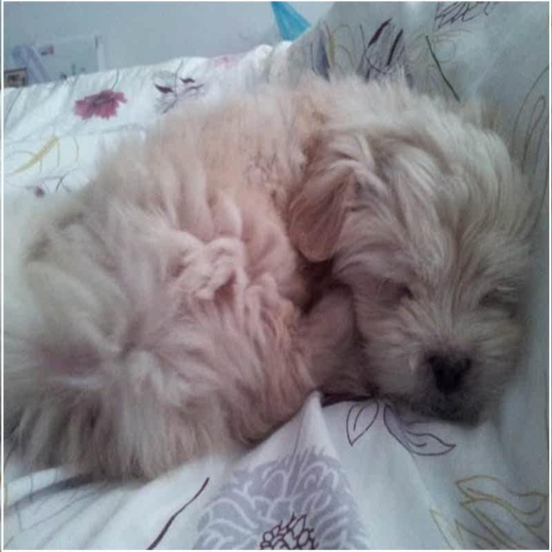 热销小狗泰迪 真狗_泰迪博美比熊杂交混血小狗活体家养长不大可爱小奶