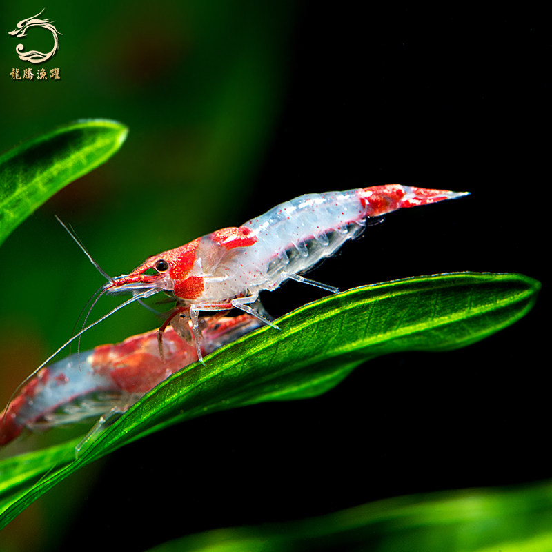 #龙腾鱼趣#开一个虾缸该准备哪些? - 天猫精选