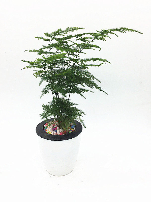 文竹水培_文竹盆栽盆景绿植室内盆栽土培水培植物文竹苗四季常青植物