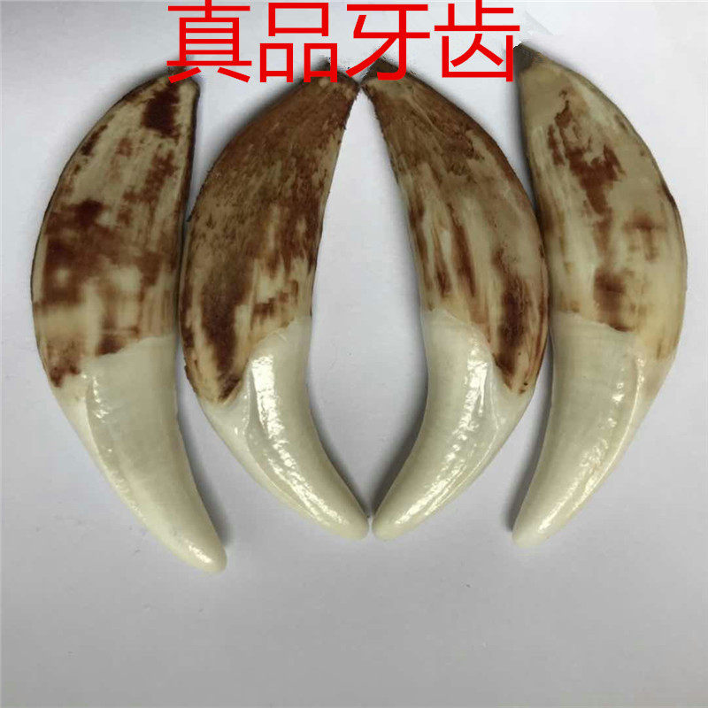 狼牙吊坠 藏獒牙_真辟邪狼牙吊坠牙齿天然藏獒牙男士项链黑狗牙手链包
