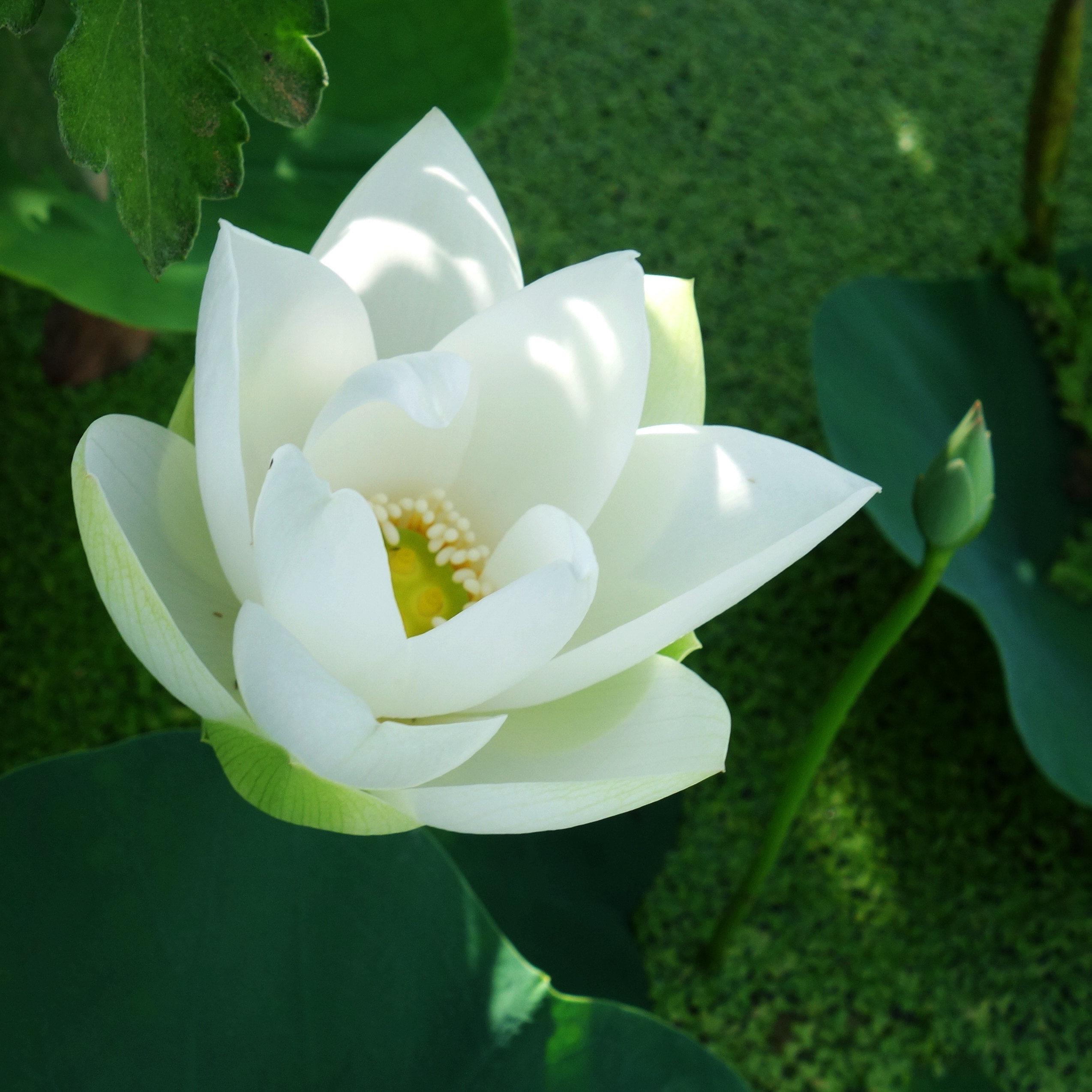 热销水生花卉_办公室桌面小盆栽碗莲水培植物花卉莲花水生荷花种藕