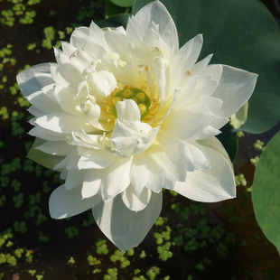 碗莲种藕鞭苗水生花卉室内观赏小荷花莲花花期超长 小型 秦淮白玉