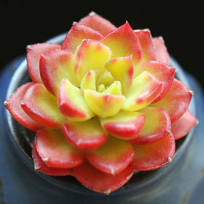 壹分皿 多肉植物盆栽景天科绿焰蒂亚肉肉 办公室内绿植小盆栽花卉