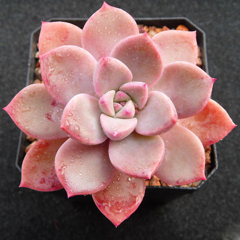 热销pink victoria secret_红粉佳人多肉植物新手组合盆栽办公室内