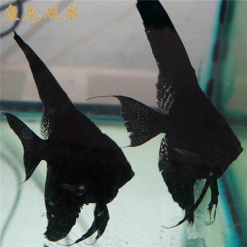 黑魔鬼鱼能吃猪肉吗? 黑魔鬼猪肉