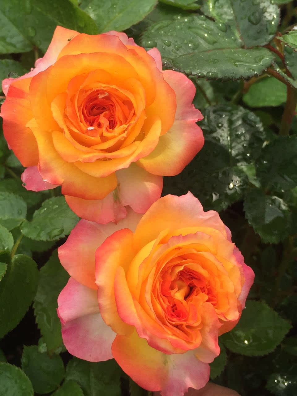 切花月季 盆栽_日月切花 新品 浪漫玫瑰面纱 多头切花月季花苗庭院