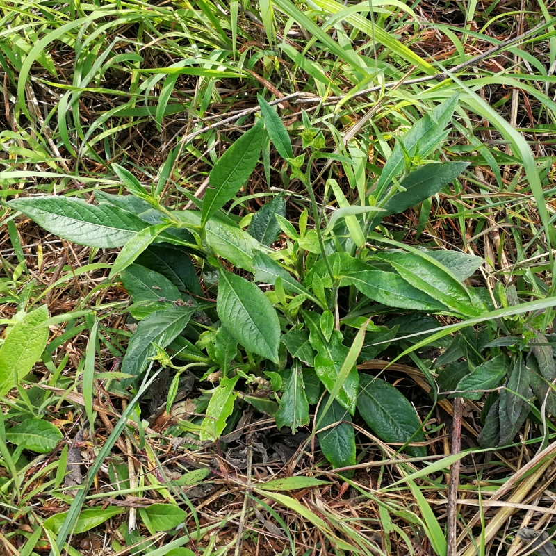 白花地胆草野生鲜品中草药地斩头 地胆头 地苦胆 草鞋底根 铁灯盏