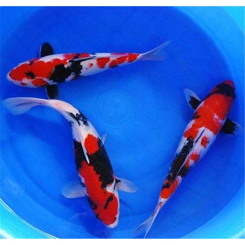 一折日本锦鲤_红黑大正锦鲤鱼活体三色鱼苗日本锦鲤活体鱼冷水鱼宠物