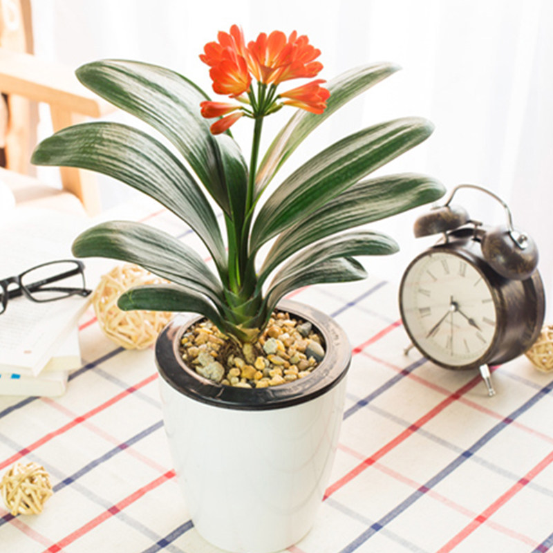 君子兰盆栽 室内观花植物花卉 5年大苗带花发货 君子兰苗高档绿植