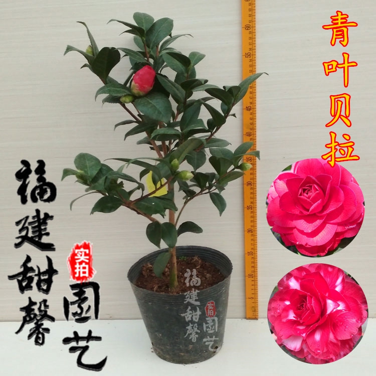 青叶贝拉山茶花名贵树苗盆栽大玫瑰花福建甜馨园艺绿植精花卉包邮图片