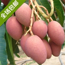 【芒果树苗北方种植】_芒果树苗北方种植图片