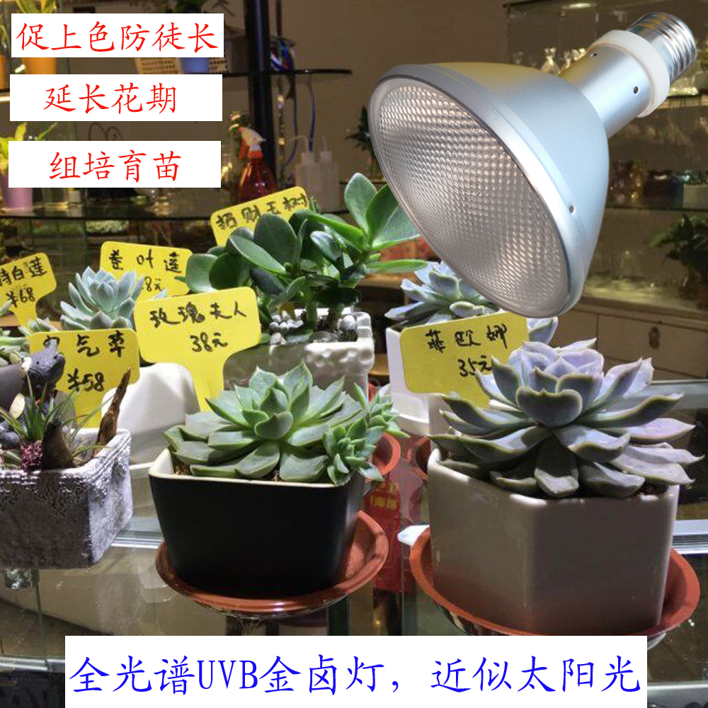 多肉补光灯 上色全光谱