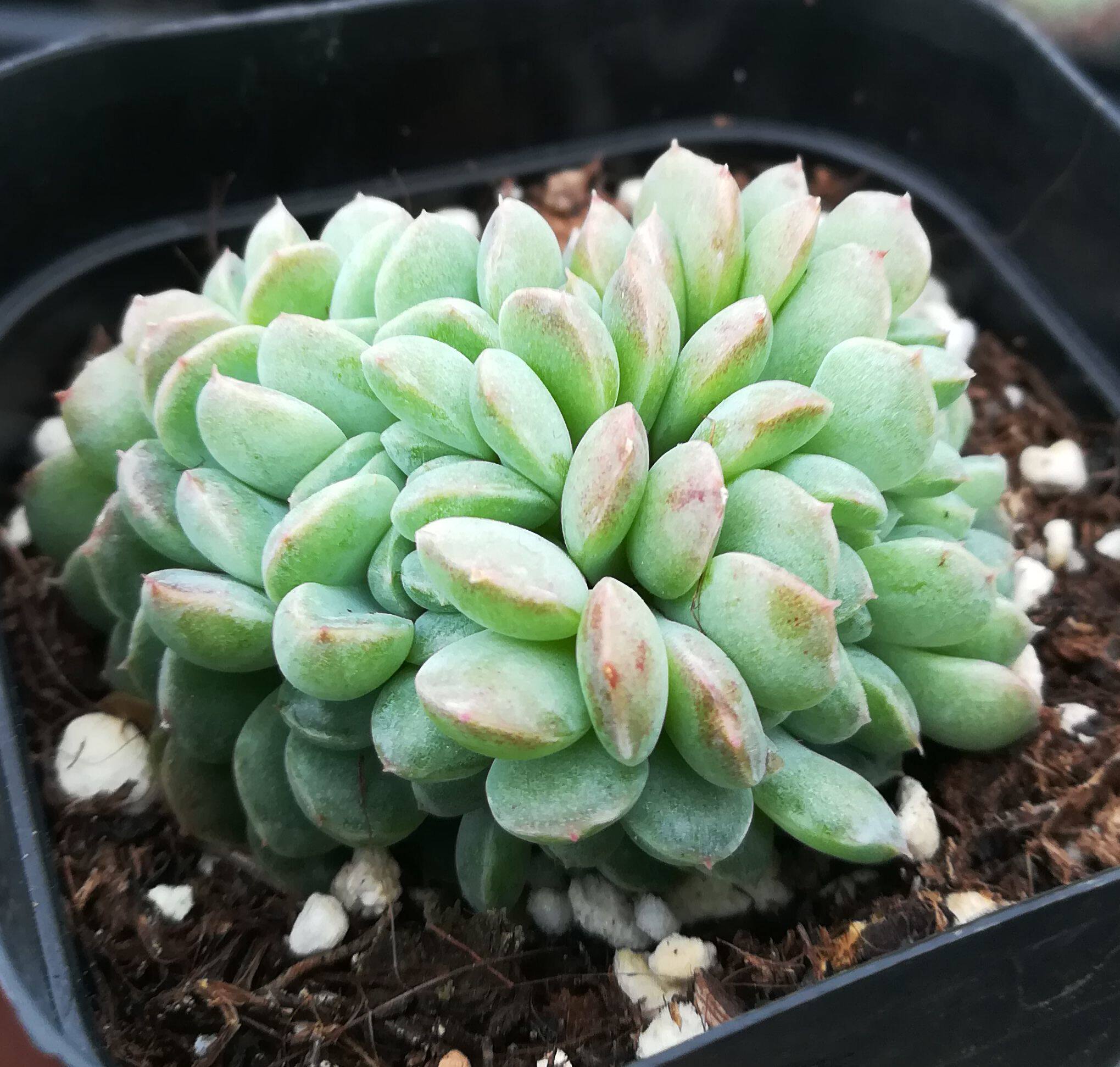 多肉植物【伊利亚缀化】防辐射绿植盆栽创意迷你