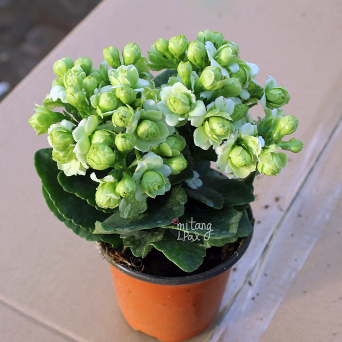 长寿花园艺盆栽 绿巴黎  带花苞 喜阳花卉重瓣