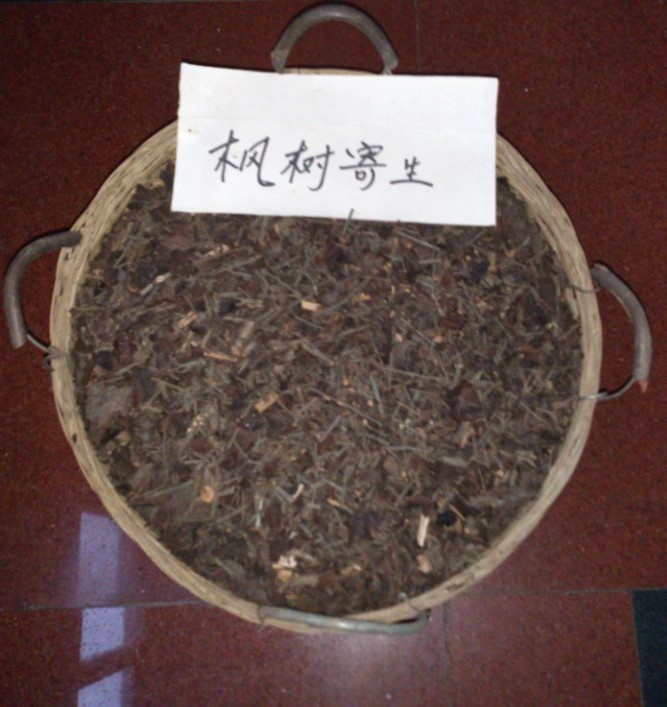桑寄生科扁枝槲寄生 野生中药材 枫树寄生 枫香寄生 蟹爪寄生干货