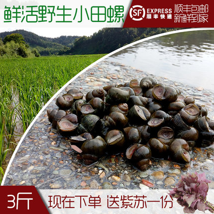 阳澄湖螺蛳青壳新鲜螺丝螺蛳鲜活野生螺蛳田螺活体3斤装_7折现价36.