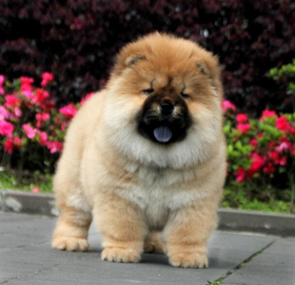 狮子狗 宠物 活体大额优惠券