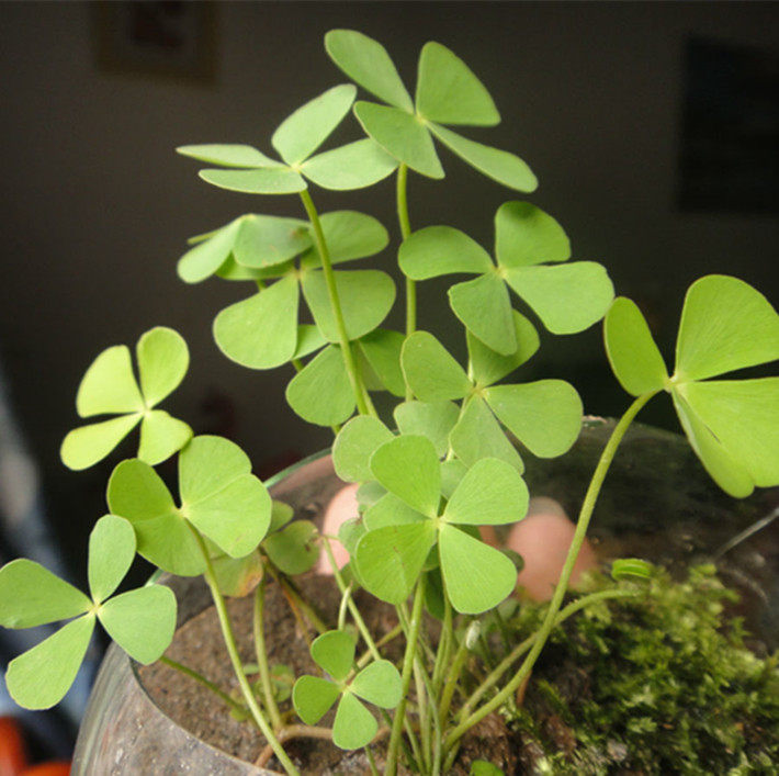 四叶草种子幸运草种子花种子 盆栽植物卉四季播室内花草阳台100粒