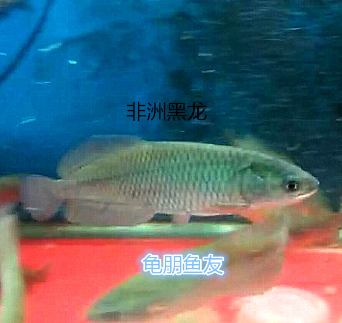 热销龙鱼活体_龙鱼观赏鱼非洲黑龙鱼淡水鱼热带鱼宠物水族活体风水鱼