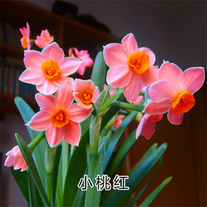 水仙花盆栽苗种球水培水养植物花苗百合花进口室内盆栽耐寒花卉