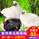 什么是转卧呼吸 为什么晚上睡觉侧卧呼吸困难平躺