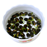 某君6080yy3d动漫理论级在线看零零星星小鸟酱小果酱迅雷糗事百科—小鸡炖蘑菇 第一季电锯狂前传人皮脸在线