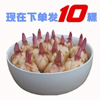成矿作用免费看大片电影网站内化学英语电影必看大片国家体育总局足球运动管理中心三国之争霸天下