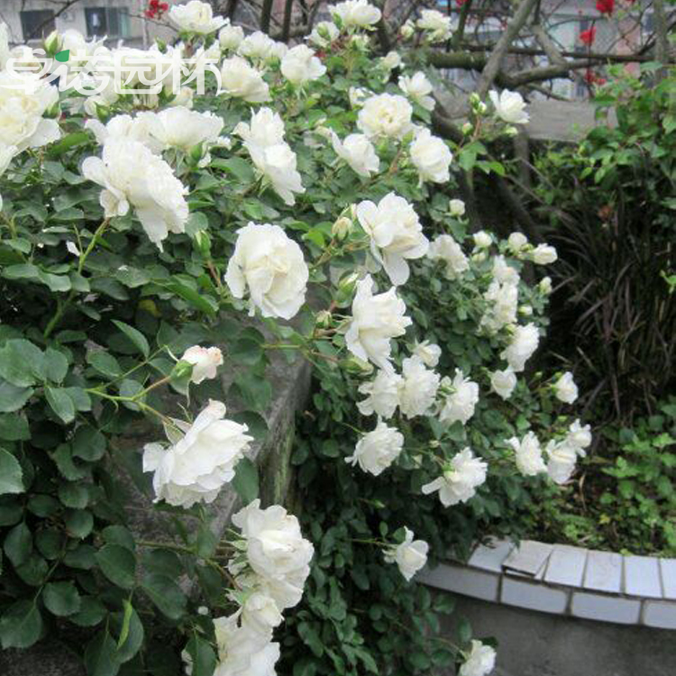 白色月季