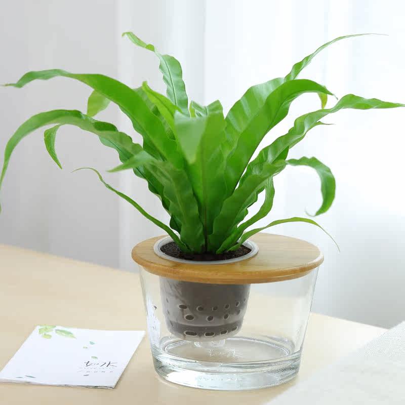 盆花| 春季买花之垂吊植物看一下