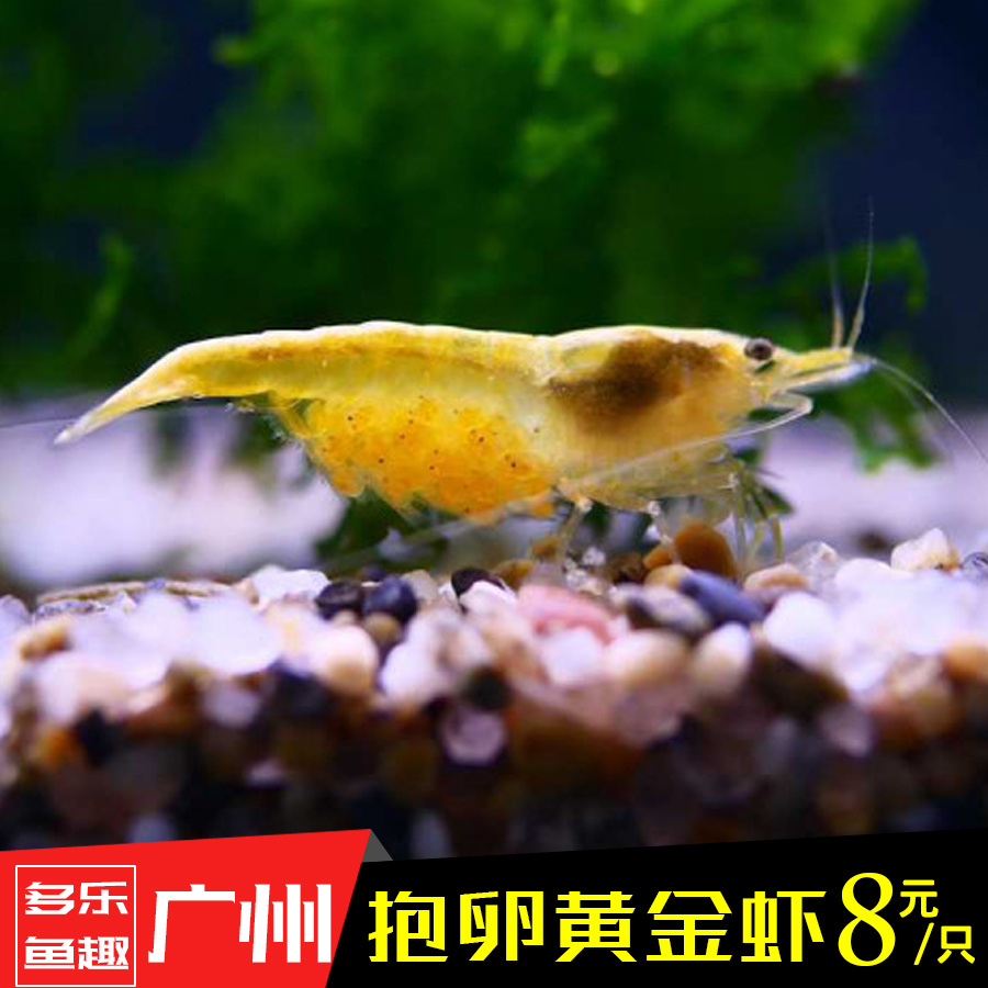 极火虾 抱卵极火虾 除藻虾 观赏虾 活体 买10送2 烤漆