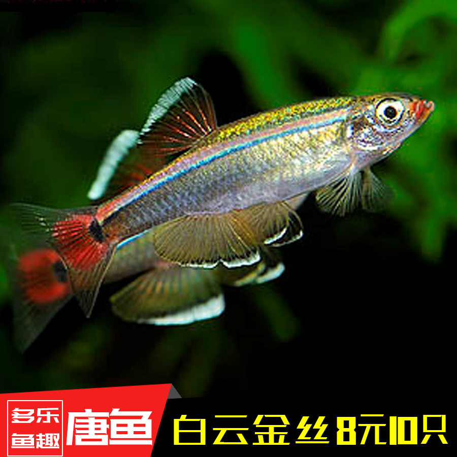 冷水鱼 小型_白云金丝鱼 小型观赏鱼大帆原生淡水草缸群游红尾冷水灯