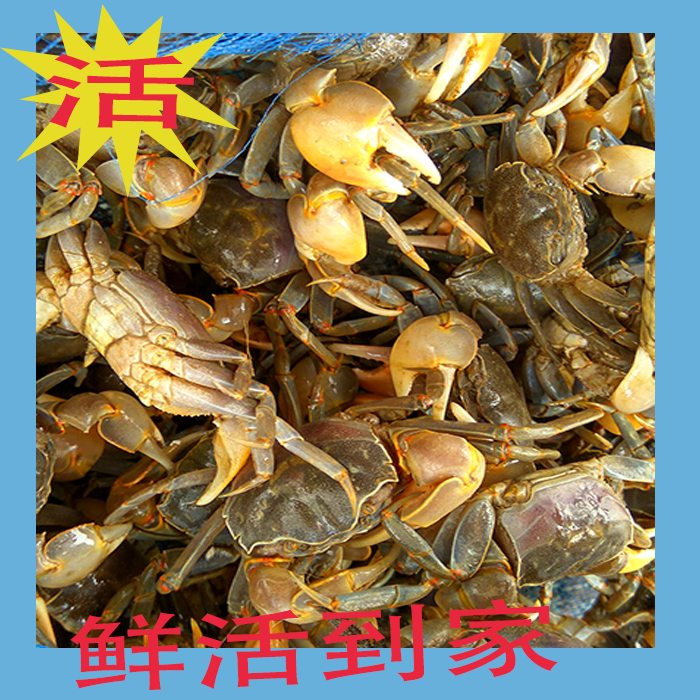 白玉蟹鲜活 嘟噜蟹 蟛蜞蟹醉蟹螃蜞蟹 黄眼蟹 发财蟹蟹 250g一份