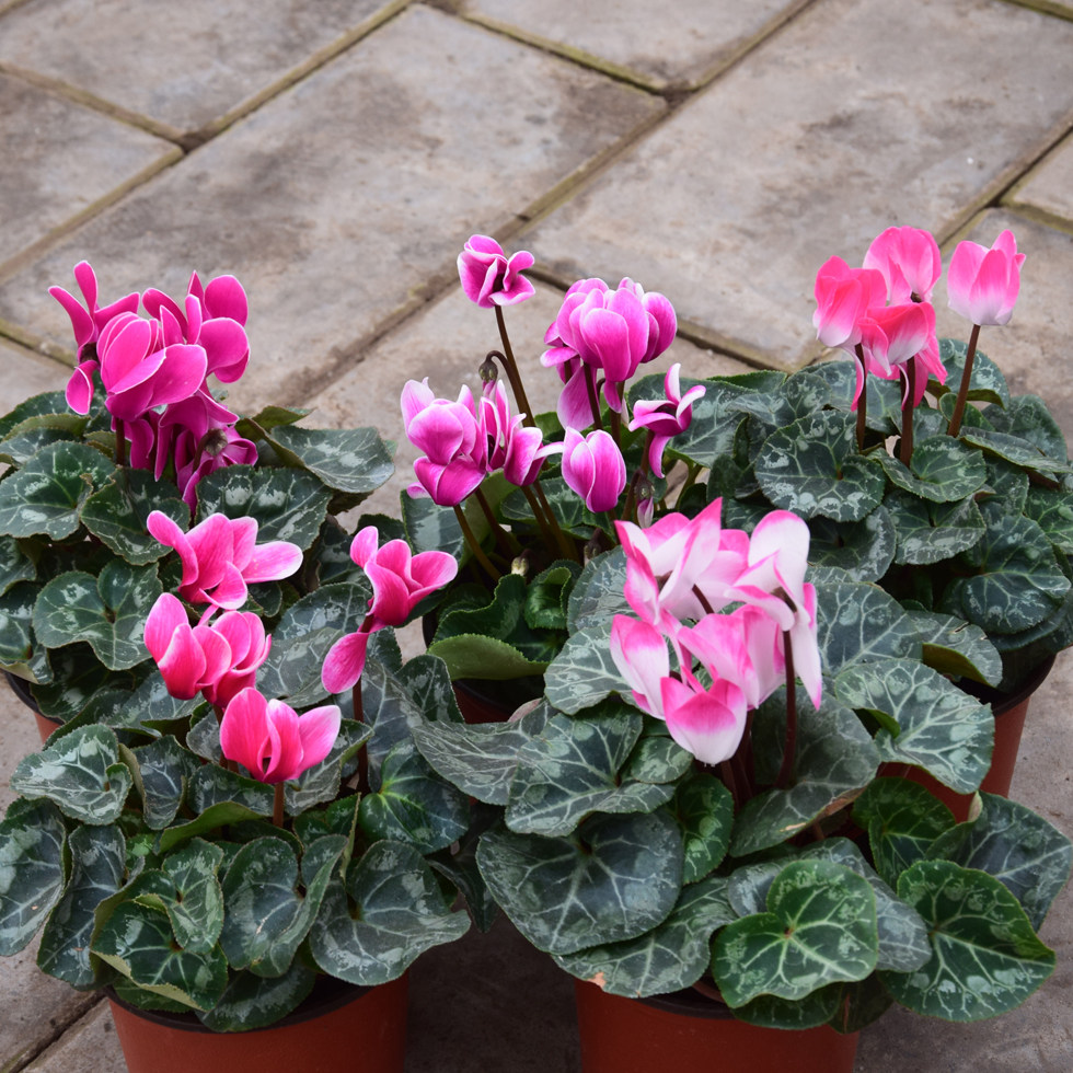 仙客来四季开花盆栽花卉阳台盆景防辐射吸甲醛年宵花卉