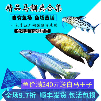 如云 _折现价元 [ 三湖慈鲷 奇蒂姆巴龙王鲷 酷斯拉 白金豹皮 帝王鲷