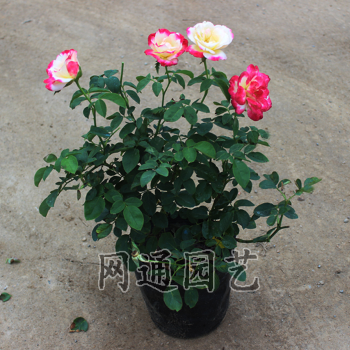 四季开花 丰花多头藤本月季 浓香花卉 夏日花火月季花苗 欧月盆栽
