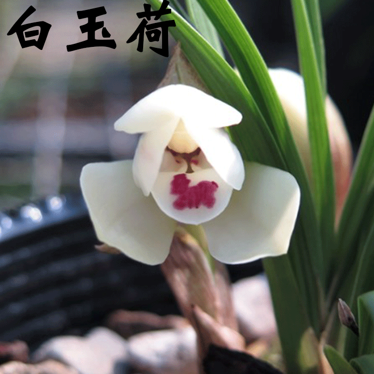 春兰 兰花 苗_兰花苗春兰白玉荷 浓香型花卉 办公室内绿植盆栽阳台