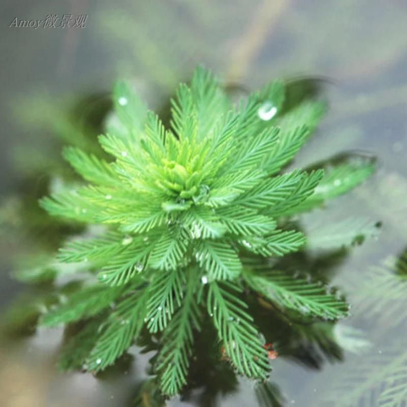 一折牙f粉_粉绿狐尾藻 水草水藻水培植物 水生植物 鱼缸水缸观赏 满39