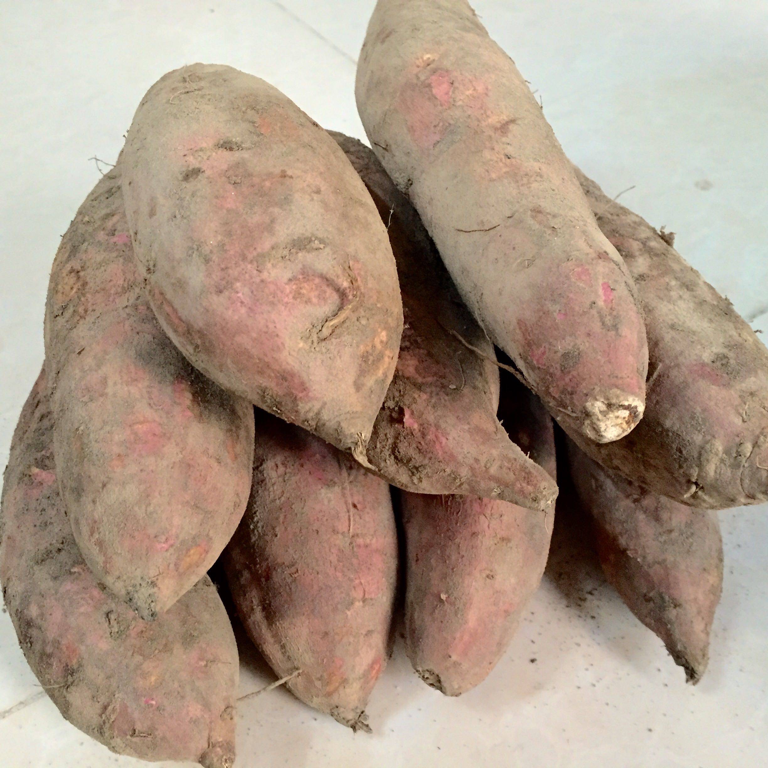 红薯新鲜农家自种