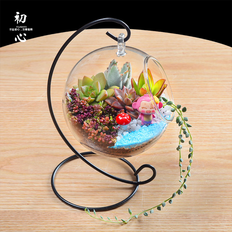 【天天特价】微景观玻璃吊瓶多肉植物组合小
