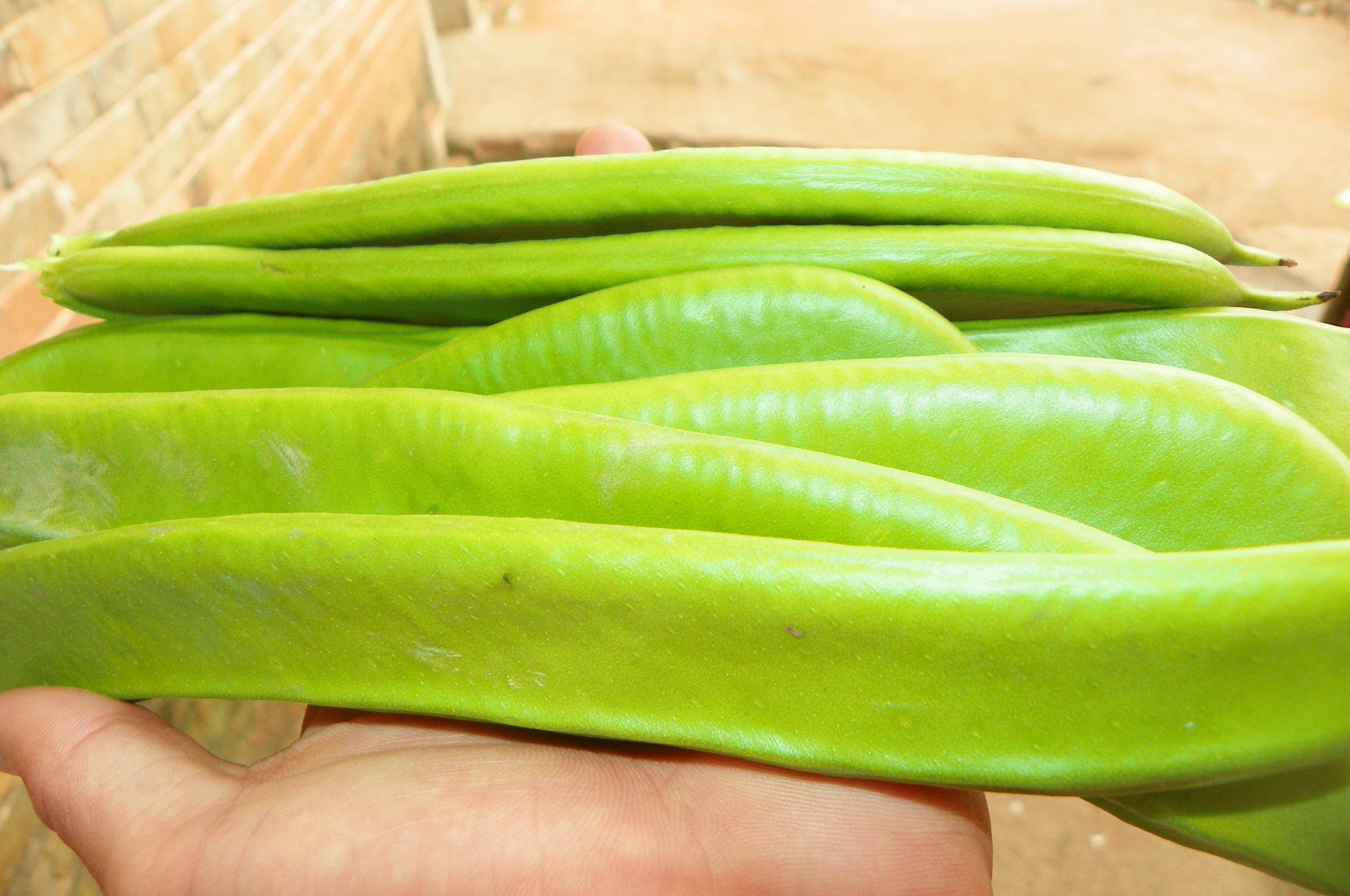 永州特产_新鲜刀豆湖南永州江华农家特产新鲜蔬菜大刀豆子 剁椒原料