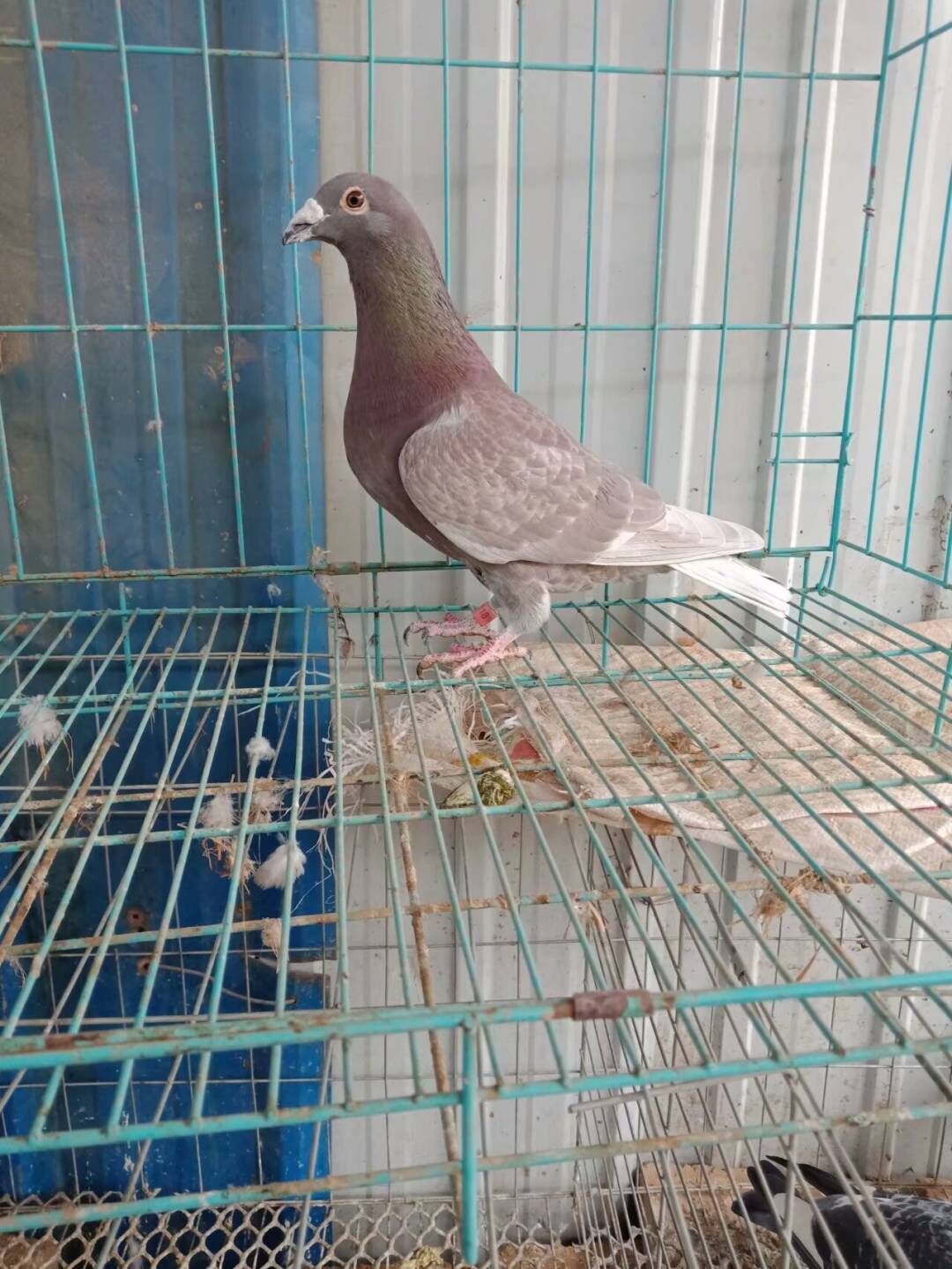 活体鸟 鸣叫_红雨点信鸽红二线信鸽活体鸽子种鸽鸽子青年鸟赛鸽成年