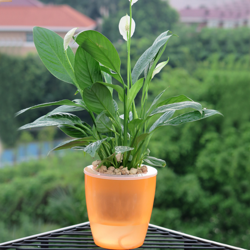 白掌花卉绿植盆栽一帆风顺客厅室内植物桌面观花水培植物开花盆景